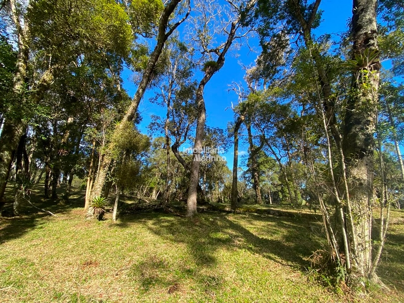 Excelente Área para Chácara no Rio Vermelho, Campo Alegre!!: 19ª foto da galeria de imagens do imóvel
