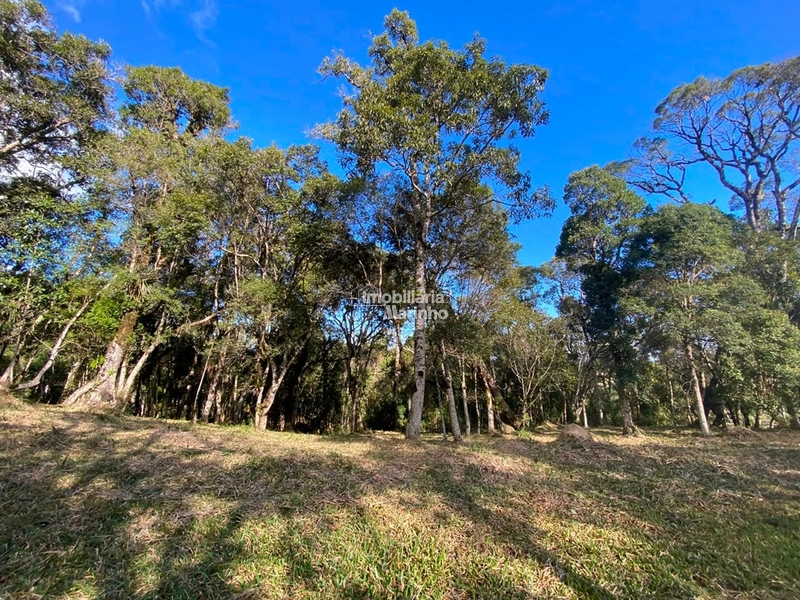 Excelente Área para Chácara no Rio Vermelho, Campo Alegre!!: 14ª foto da galeria de imagens do imóvel