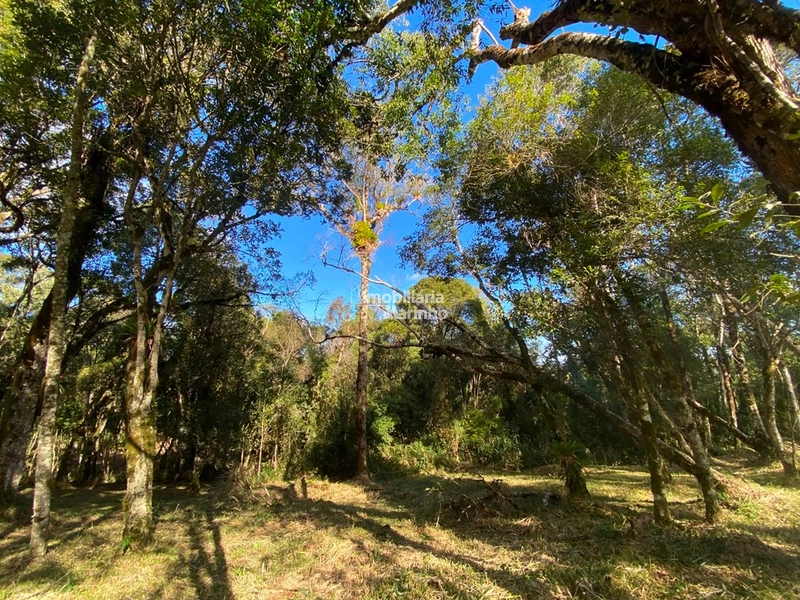 Excelente Área para Chácara no Rio Vermelho, Campo Alegre!!: 12ª foto da galeria de imagens do imóvel