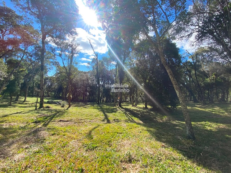 Excelente Área para Chácara no Rio Vermelho, Campo Alegre!!: 6ª foto da galeria de imagens do imóvel