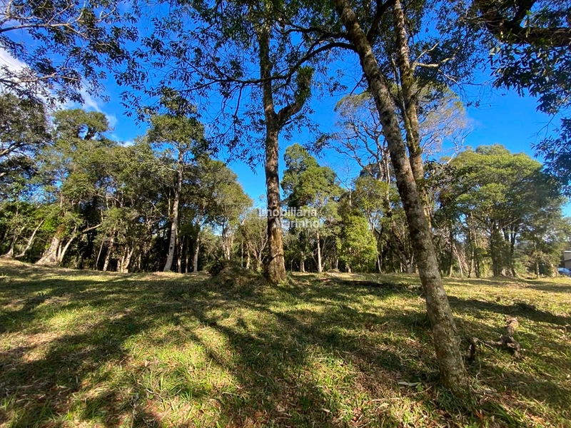 Excelente Área para Chácara no Rio Vermelho, Campo Alegre!!: 15ª foto da galeria de imagens do imóvel