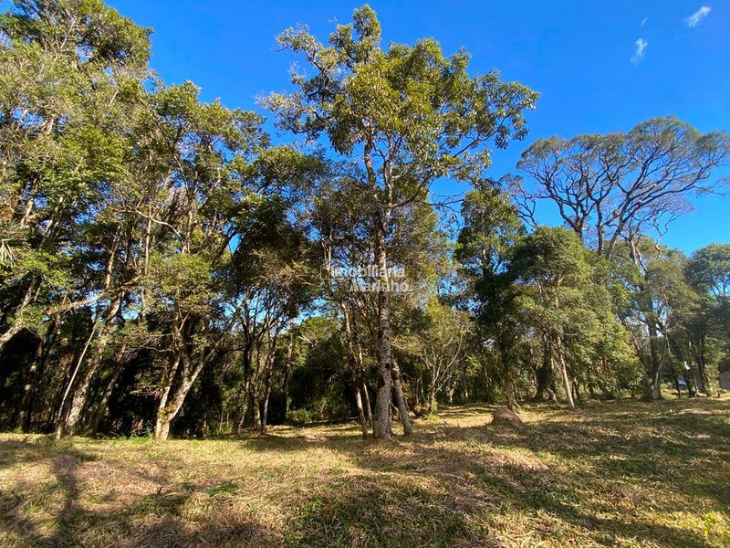 Excelente Área para Chácara no Rio Vermelho, Campo Alegre!!: 11ª foto da galeria de imagens do imóvel