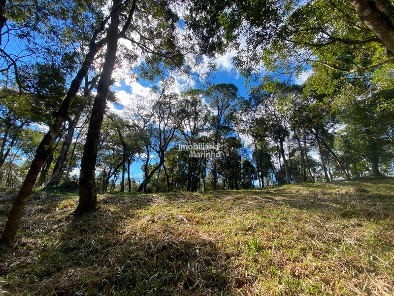 Excelente Área para Chácara no Rio Vermelho, Campo Alegre!!: 9ª foto da galeria de imagens do imóvel