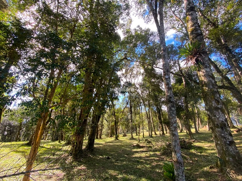 Excelente Área para Chácara no Rio Vermelho, Campo Alegre!!: 10ª foto da galeria de imagens do imóvel