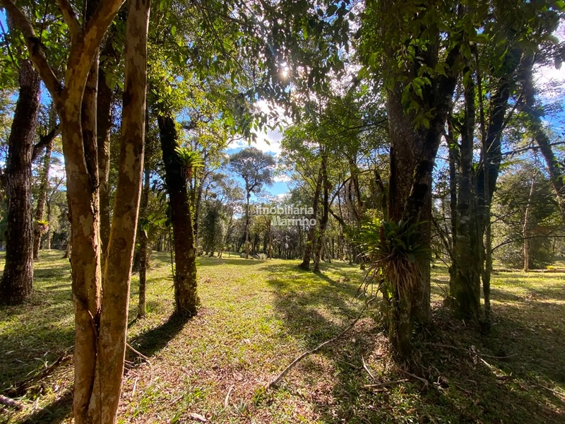 Excelente Área para Chácara no Rio Vermelho, Campo Alegre!!: 7ª foto da galeria de imagens do imóvel