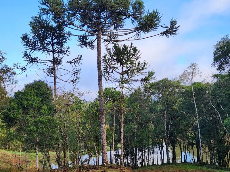 Terreno para Chácara em Ximbuva – Campo Alegre/SC: 6ª foto da galeria de imagens do imóvel