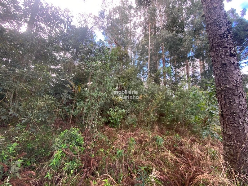 Terreno Rural com 47.415 m² em Campo Alegre – Natureza, Fácil Acesso e Grande Potencial!: 9ª foto da galeria de imagens do imóvel