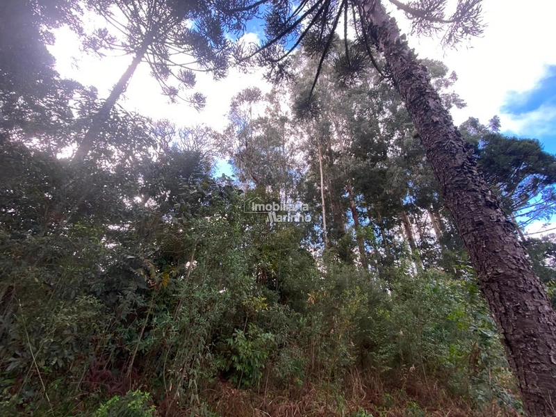 Terreno Rural com 47.415 m² em Campo Alegre – Natureza, Fácil Acesso e Grande Potencial!: 12ª foto da galeria de imagens do imóvel