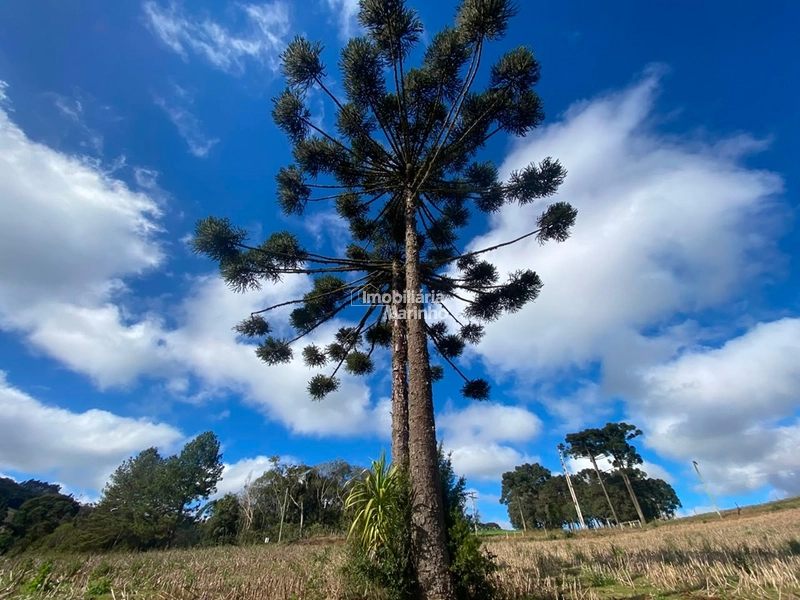 Terreno Rural com 47.415 m² em Campo Alegre – Natureza, Fácil Acesso e Grande Potencial!: 1ª foto da galeria de imagens do imóvel