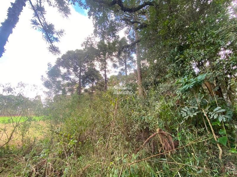 Terreno Rural com 47.415 m² em Campo Alegre – Natureza, Fácil Acesso e Grande Potencial!: 8ª foto da galeria de imagens do imóvel