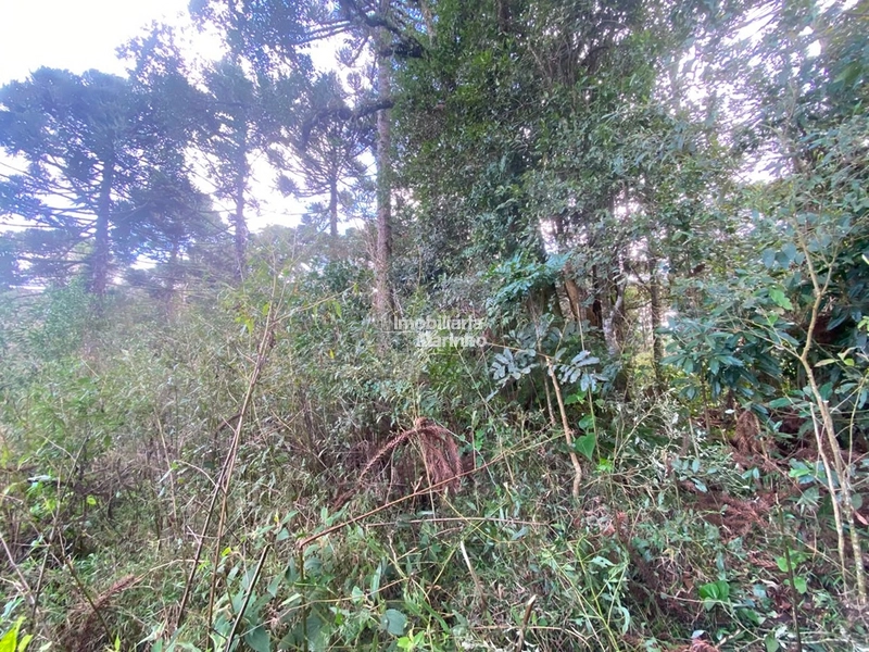 Terreno Rural com 47.415 m² em Campo Alegre – Natureza, Fácil Acesso e Grande Potencial!: 11ª foto da galeria de imagens do imóvel