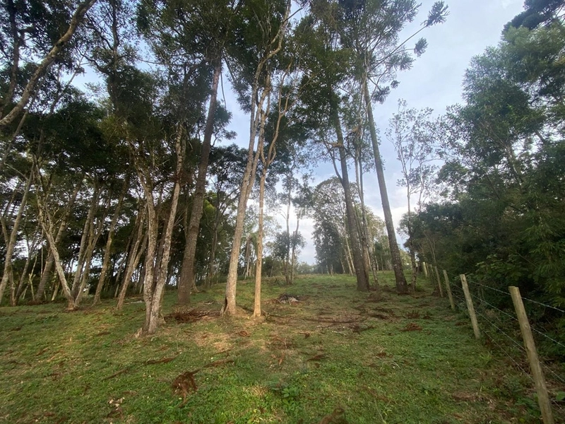 Terreno em Bateias de Baixo – Campo Alegre/SC: 12ª foto da galeria de imagens do imóvel