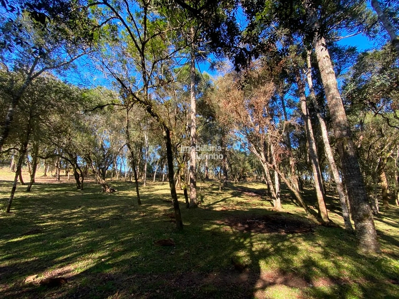 Chácara 36.300 m² com Duas Casas em Rio Negrinho: 14ª foto da galeria de imagens do imóvel