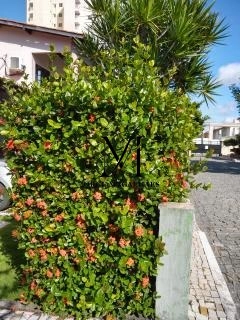 CASA Á VENDA: 11ª foto da galeria de imagens do imóvel