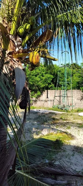 Ótimo terreno para uma nova moradia.: 3ª foto da galeria de imagens do imóvel