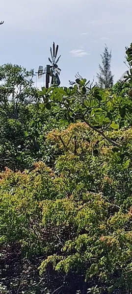 Ótimo terreno para uma nova moradia.: 4ª foto da galeria de imagens do imóvel