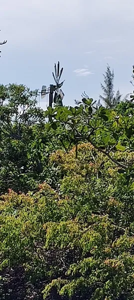 Ótimo terreno para uma nova moradia.: 8ª foto da galeria de imagens do imóvel