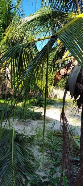 Ótimo terreno para uma nova moradia.: 6ª foto da galeria de imagens do imóvel