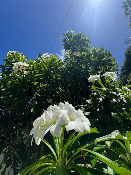  Terreno à venda em Fortaleza – Bairro Engenheiro Luciano Cavalcante: 6ª foto da galeria de imagens do imóvel