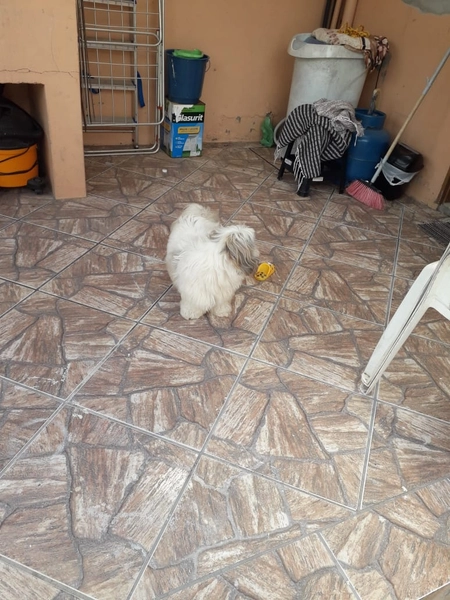 Casa com 6 dormitórios sendo 2 suítes.: 12ª foto da galeria de imagens do imóvel