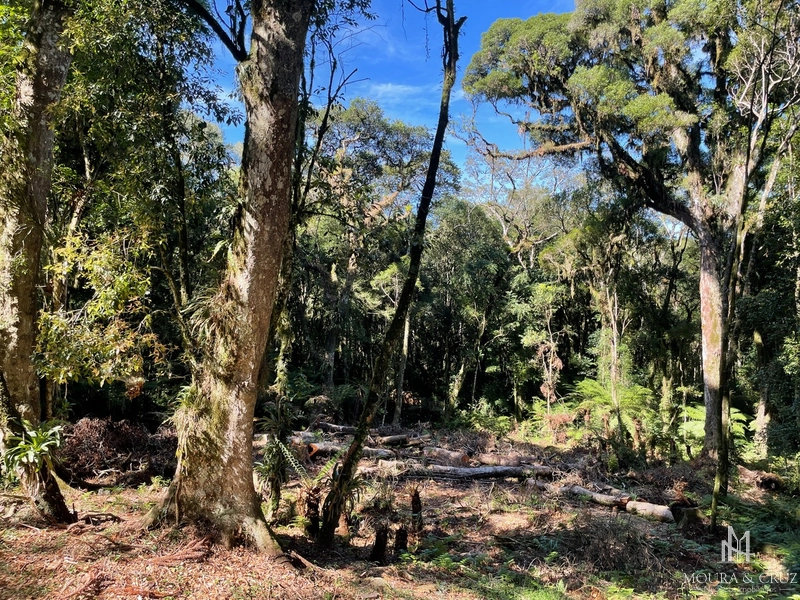 Terreno no Condomínio O Bosque em Gramado: 4ª foto da galeria de imagens do imóvel