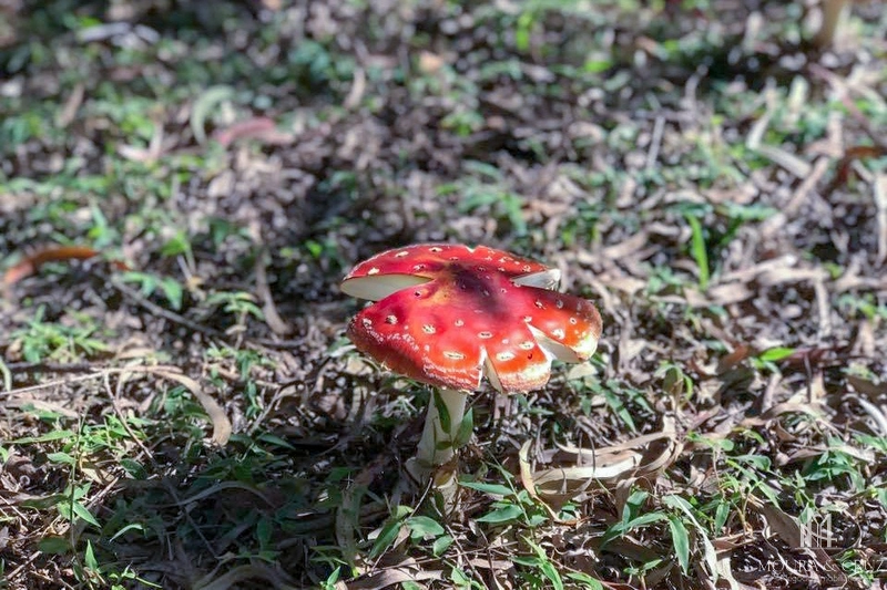Terreno no Terras Altas em Gramado: 11ª foto da galeria de imagens do imóvel
