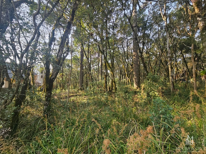 Terreno no Condomínio Pinheiro Grosso em Canela: 3ª foto da galeria de imagens do imóvel
