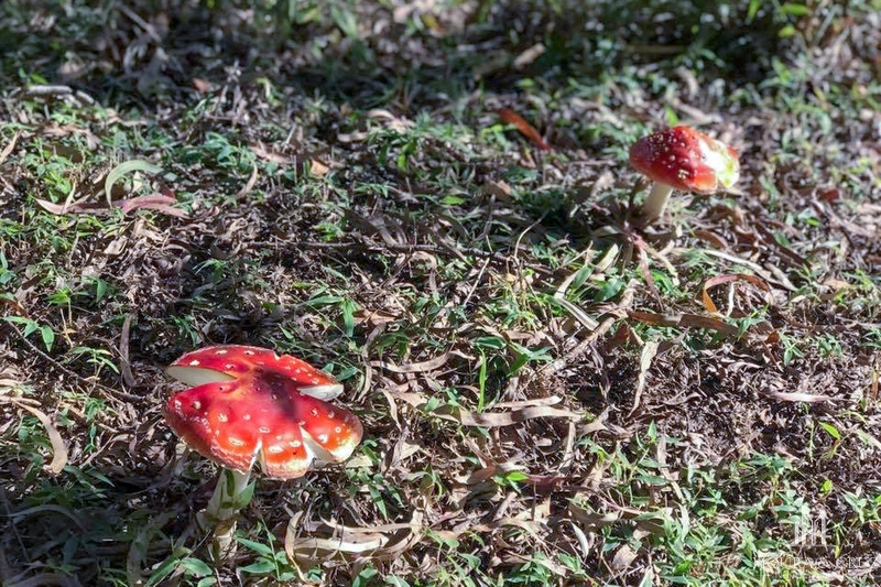 Terreno no Terras Altas em Gramado: 6ª foto da galeria de imagens do imóvel