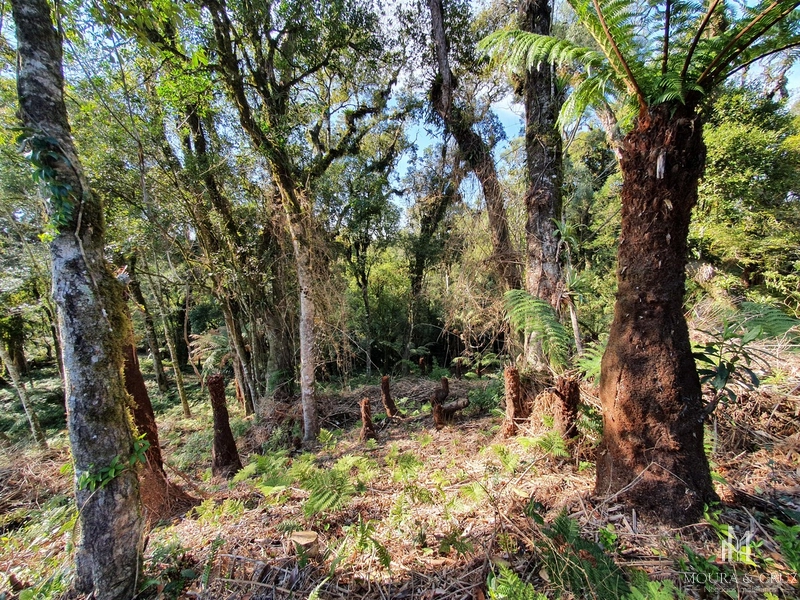 Terreno no Vivendas do Arvoredo em Gramado: 4ª foto da galeria de imagens do imóvel