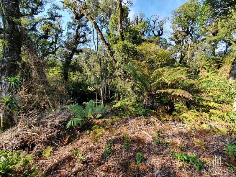 Terreno no Vivendas do Arvoredo em Gramado: 2ª foto da galeria de imagens do imóvel