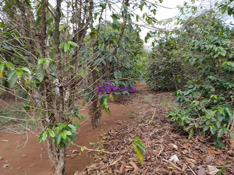 Terreno de 553m² para Chácara - Iperó/SP: 38ª foto da galeria de imagens do imóvel
