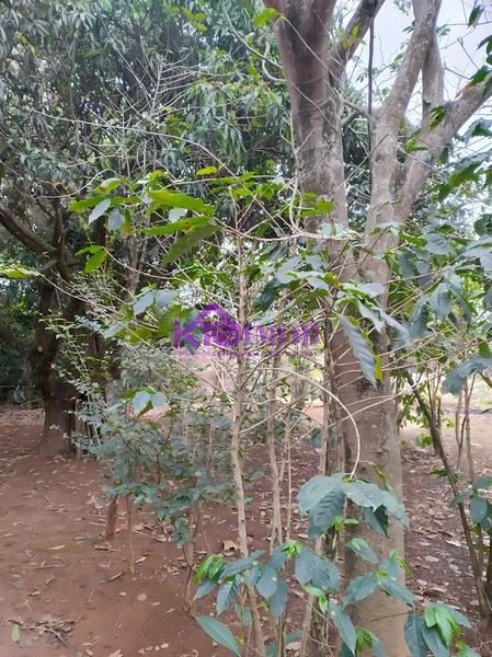 Terreno de 553m² para Chácara - Iperó/SP: 17ª foto da galeria de imagens do imóvel