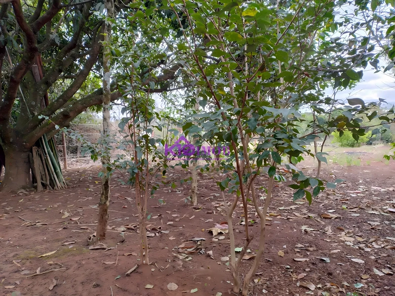 Terreno de 553m² para Chácara - Iperó/SP: 19ª foto da galeria de imagens do imóvel