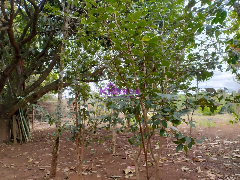 Terreno de 553m² para Chácara - Iperó/SP: 21ª foto da galeria de imagens do imóvel