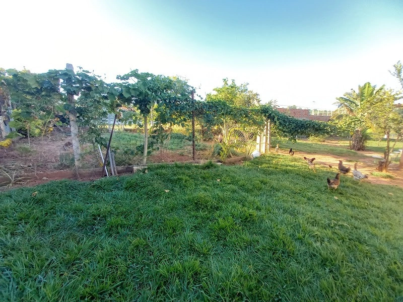 Vende-se Chácara no Bairro Letícia em Padre Nobrega.: 6ª foto da galeria de imagens do imóvel
