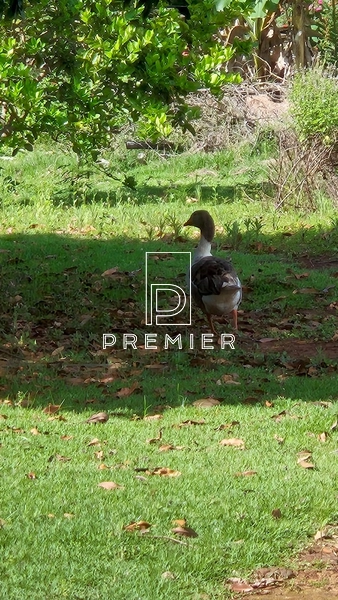 Rancho no Rio Parapanema à venda | Salto Grande/SP: 9ª foto da galeria de imagens do imóvel