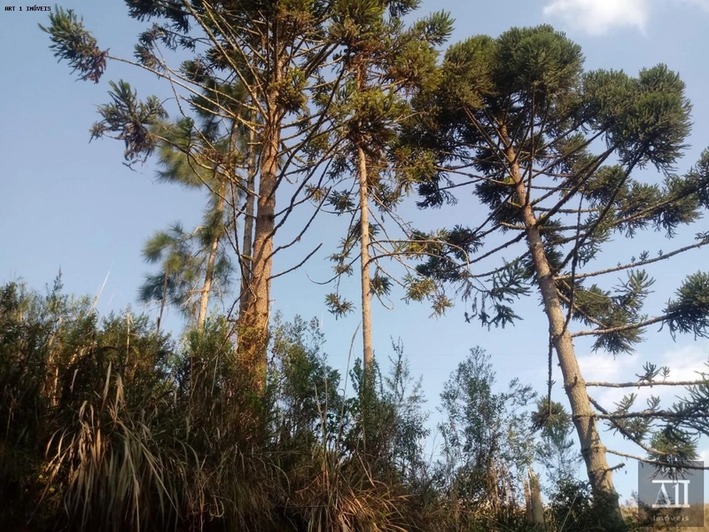 Chácara para Venda em Mandirituba, ESPIGÃO DAS ANTAS: 14ª foto da galeria de imagens do imóvel