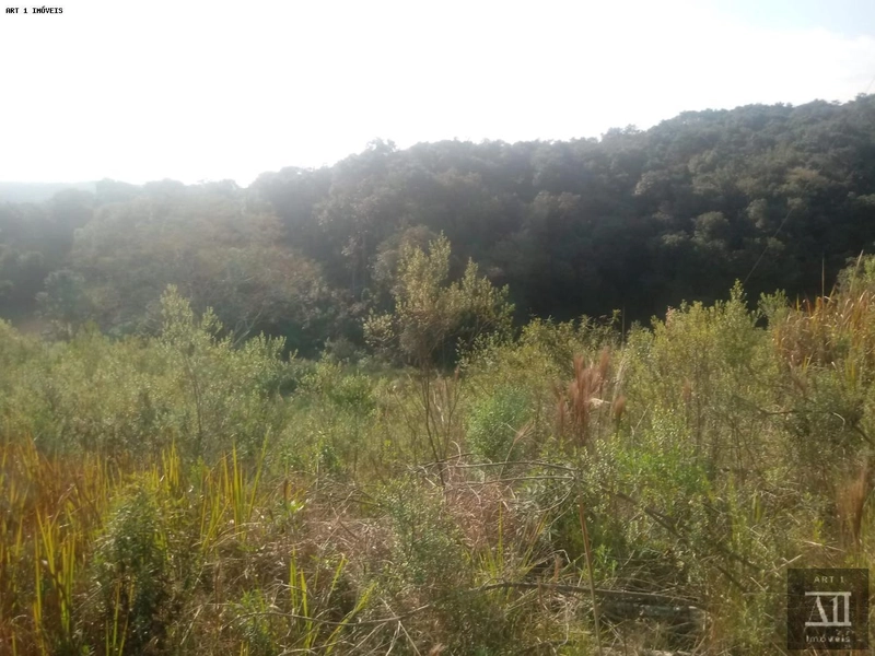 Chácara para Venda em Mandirituba, ESPIGÃO DAS ANTAS: 5ª foto da galeria de imagens do imóvel