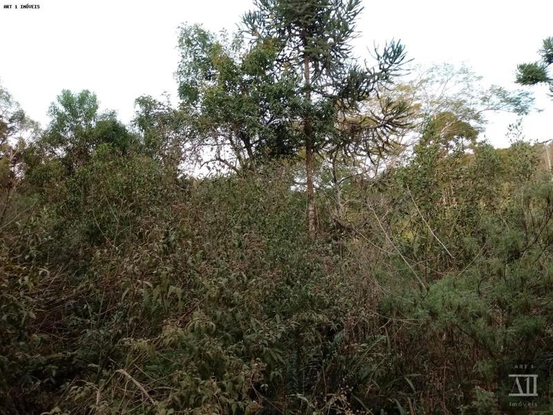 Chácara para Venda em Mandirituba, ESPIGÃO DAS ANTAS: 11ª foto da galeria de imagens do imóvel