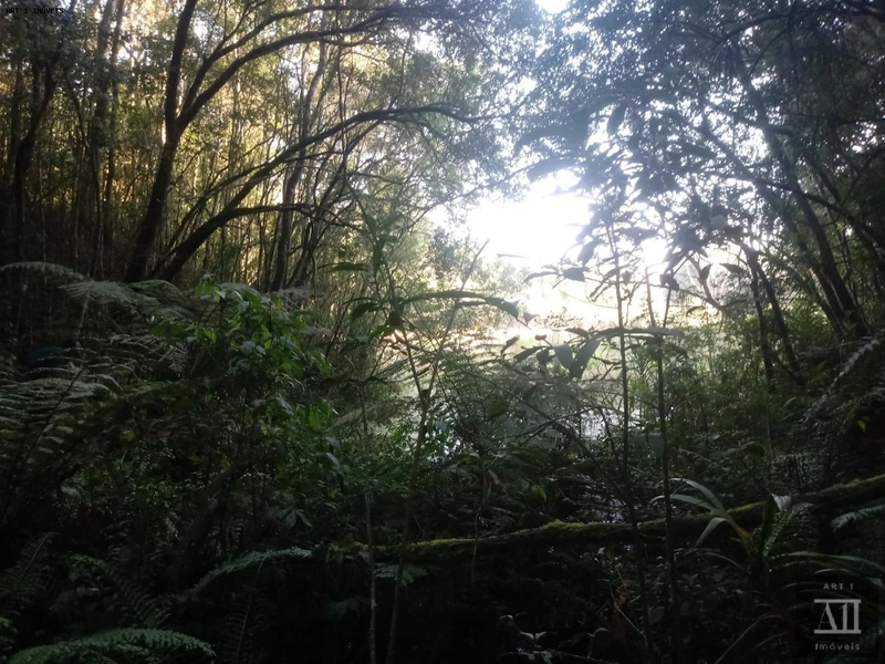 Chácara para Venda em Mandirituba, ESPIGÃO DAS ANTAS: 13ª foto da galeria de imagens do imóvel