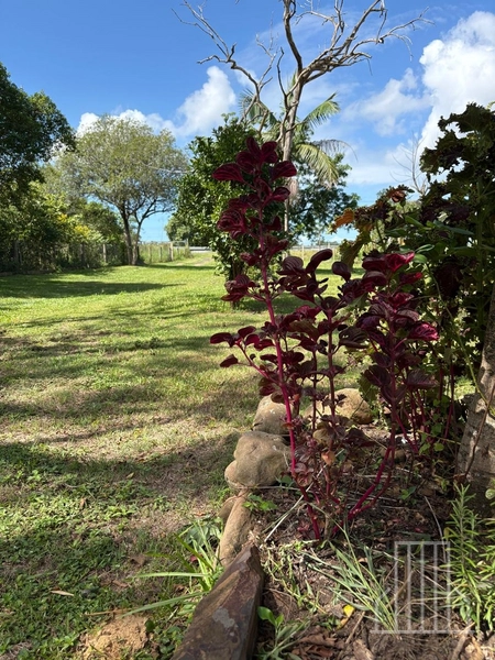 ENCANTADORA CHÁCARA NAS MARGENS DA BR-101 EM TERRA DE AREIA!: 33ª foto da galeria de imagens do imóvel