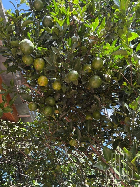 ENCANTADORA CHÁCARA NAS MARGENS DA BR-101 EM TERRA DE AREIA!: 9ª foto da galeria de imagens do imóvel