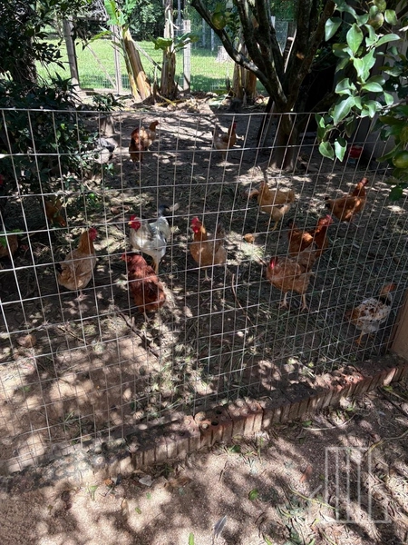 ENCANTADORA CHÁCARA NAS MARGENS DA BR-101 EM TERRA DE AREIA!: 10ª foto da galeria de imagens do imóvel