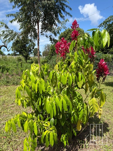 ENCANTADORA CHÁCARA NAS MARGENS DA BR-101 EM TERRA DE AREIA!: 31ª foto da galeria de imagens do imóvel