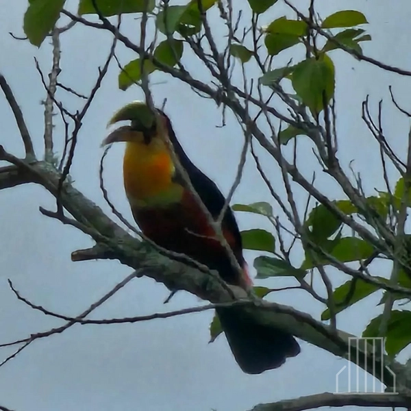 LINDA CHÁCARA EM MUNDO NOVO - MAQUINÉ/RS: 10ª foto da galeria de imagens do imóvel