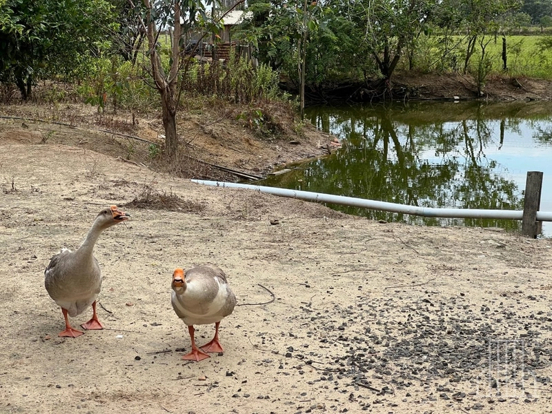 Sítio de 1,5 Hectares com Casa Completa e  Infraestrutura de Lazer!: 21ª foto da galeria de imagens do imóvel