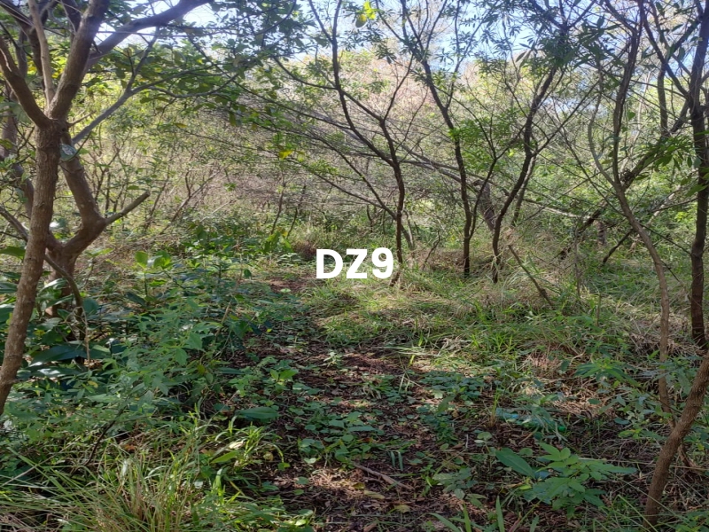 EXCELENTE CHÁCARA À VENDA EM PERPÉTUO SOCORRO, TERRA DE AREIA: 14ª foto da galeria de imagens do imóvel