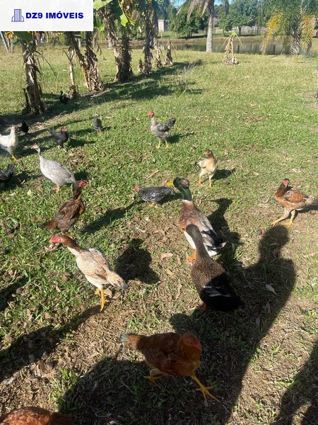 Casa de 2 dormitórios, ampla área e espaço para animais.: 16ª foto da galeria de imagens do imóvel