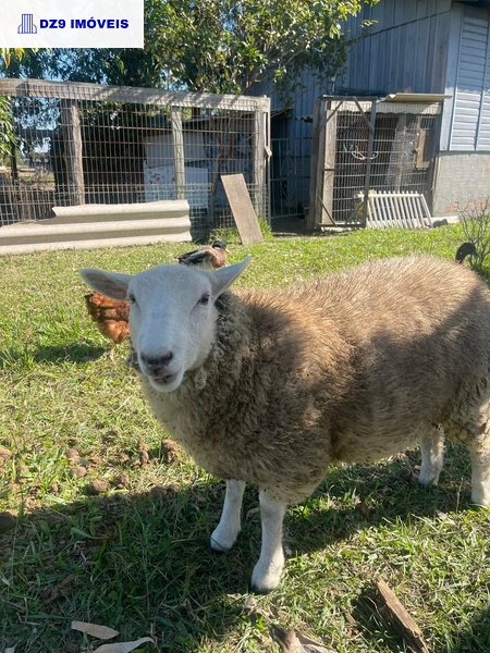 Casa de 2 dormitórios, ampla área e espaço para animais.: 17ª foto da galeria de imagens do imóvel