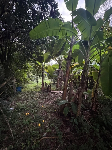 Chácara com 2 Casas em Terra de Areia – Ótima Oportunidade com Negociação Flexível: 13ª foto da galeria de imagens do imóvel